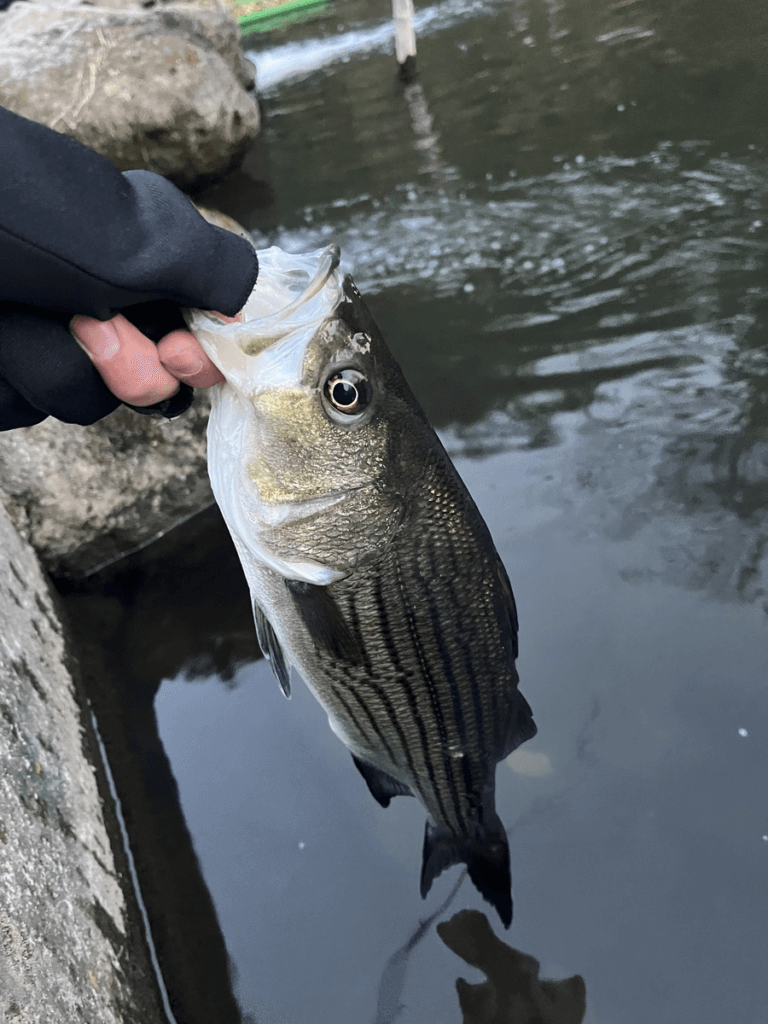 釣行記】宮城アングラーズヴィレッジのロックトラウトをミドストで攻略！【大物攻略】 - Fishin'log